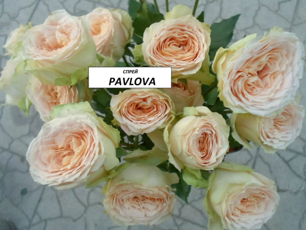�������. Pavlova. (�����. ��������.)