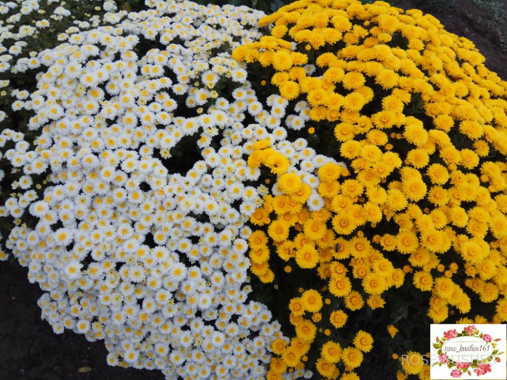 0616 ���������� �����������. Brandove White.