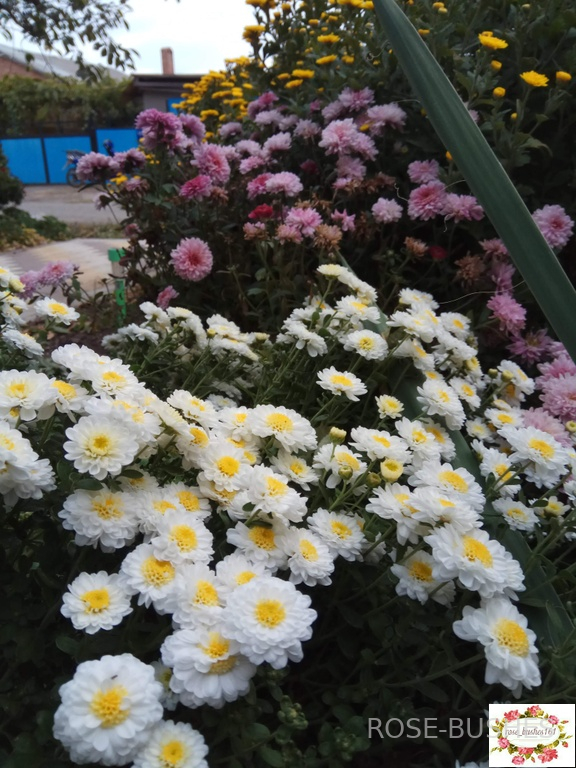 0616 ���������� �����������. Brandove White.
