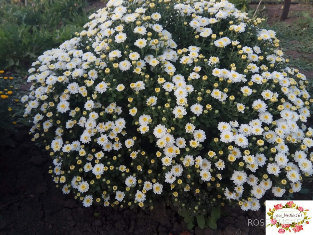 0616 ���������� �����������. Brandove White.