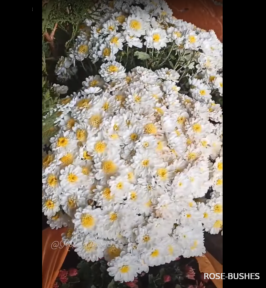 0616 ���������� �����������. Brandove White.