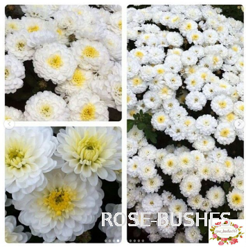 0616 ���������� �����������. Brandove White.