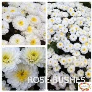 0616 ���������� �����������. Brandove White.