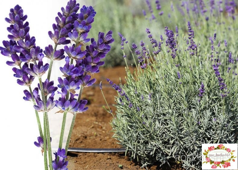 0612 ������� ������  (Lavandula)