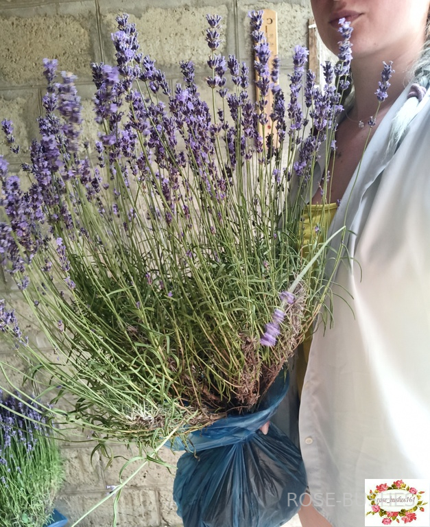 0612 ������� ������  (Lavandula)
