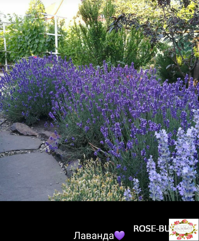 0612 ������� ������  (Lavandula)