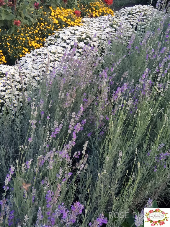 0612 ������� ������  (Lavandula)