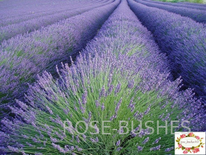 0612 ������� ������  (Lavandula)