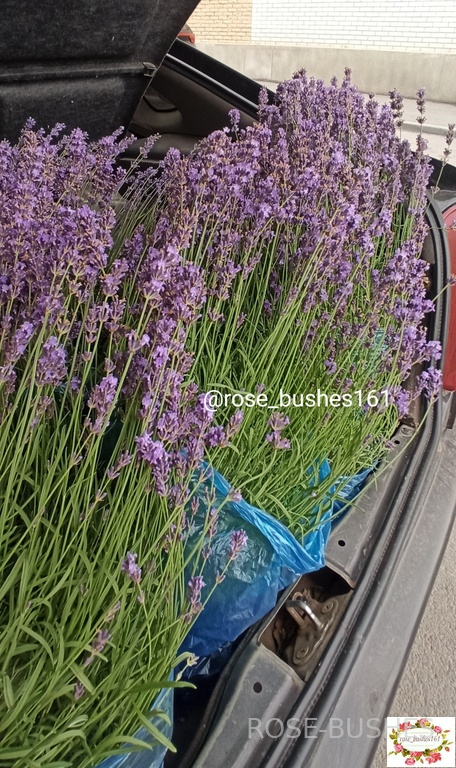 0612 ������� ������  (Lavandula)