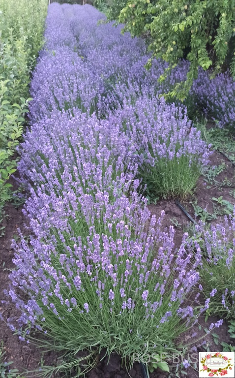 0612 ������� ������  (Lavandula)