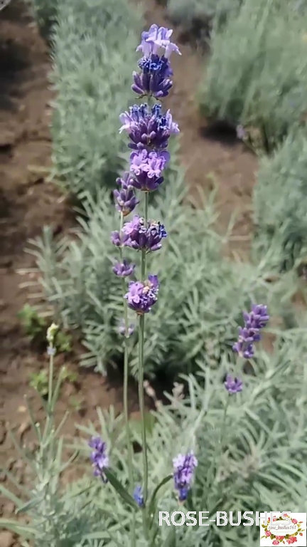 0612 ������� ������  (Lavandula)