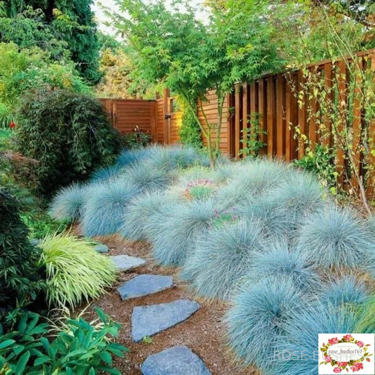 0610 �������� ����� (Festuca glauca)