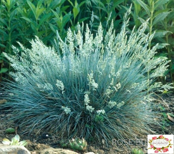 0610 �������� ����� (Festuca glauca)