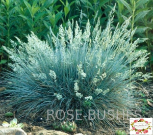 0610 �������� ����� (Festuca glauca)