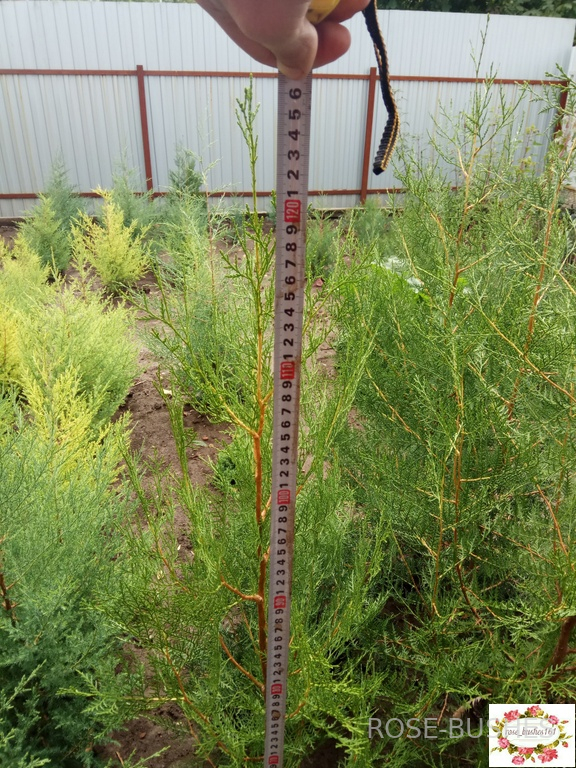 0600 ��� �������������� - ������