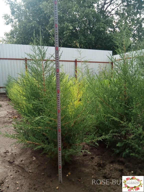 0600 ��� �������������� - ������