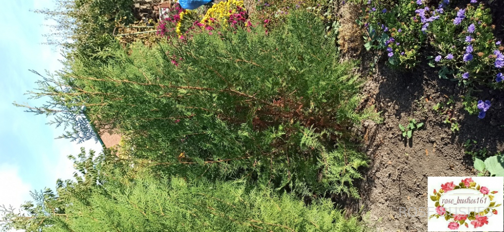 0600 ��� �������������� - ������