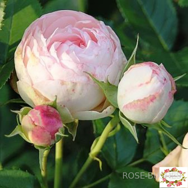 ����� ������. Lovely Rokoko. (�����) 