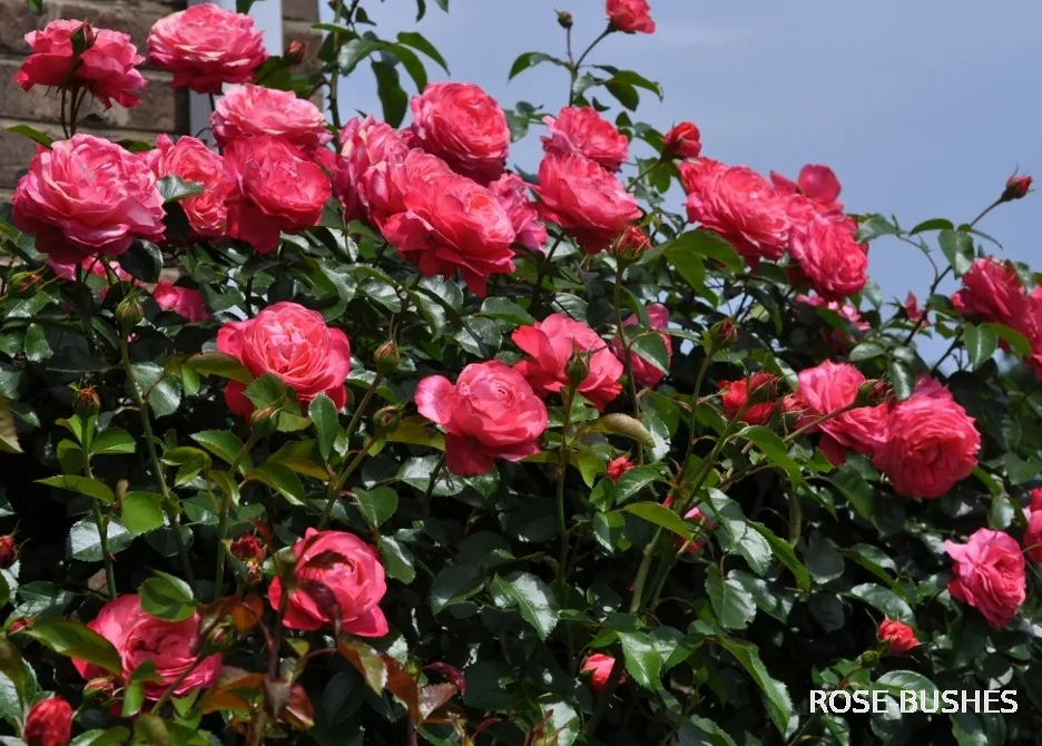 �������. Rosanna. (����. ������.)