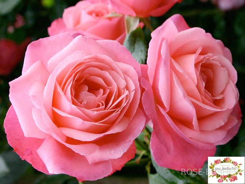 �������. Rosanna. (����. ������.)
