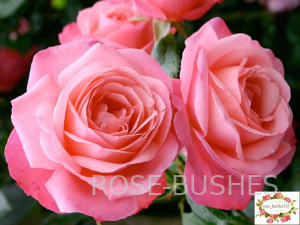 �������. Rosanna. (����. ������.)