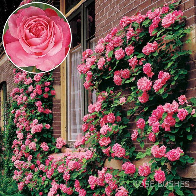 �������. Rosanna. (����. ������.)