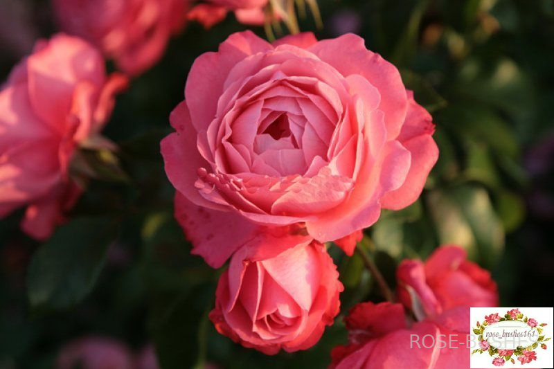 �������. Rosanna. (����. ������.)