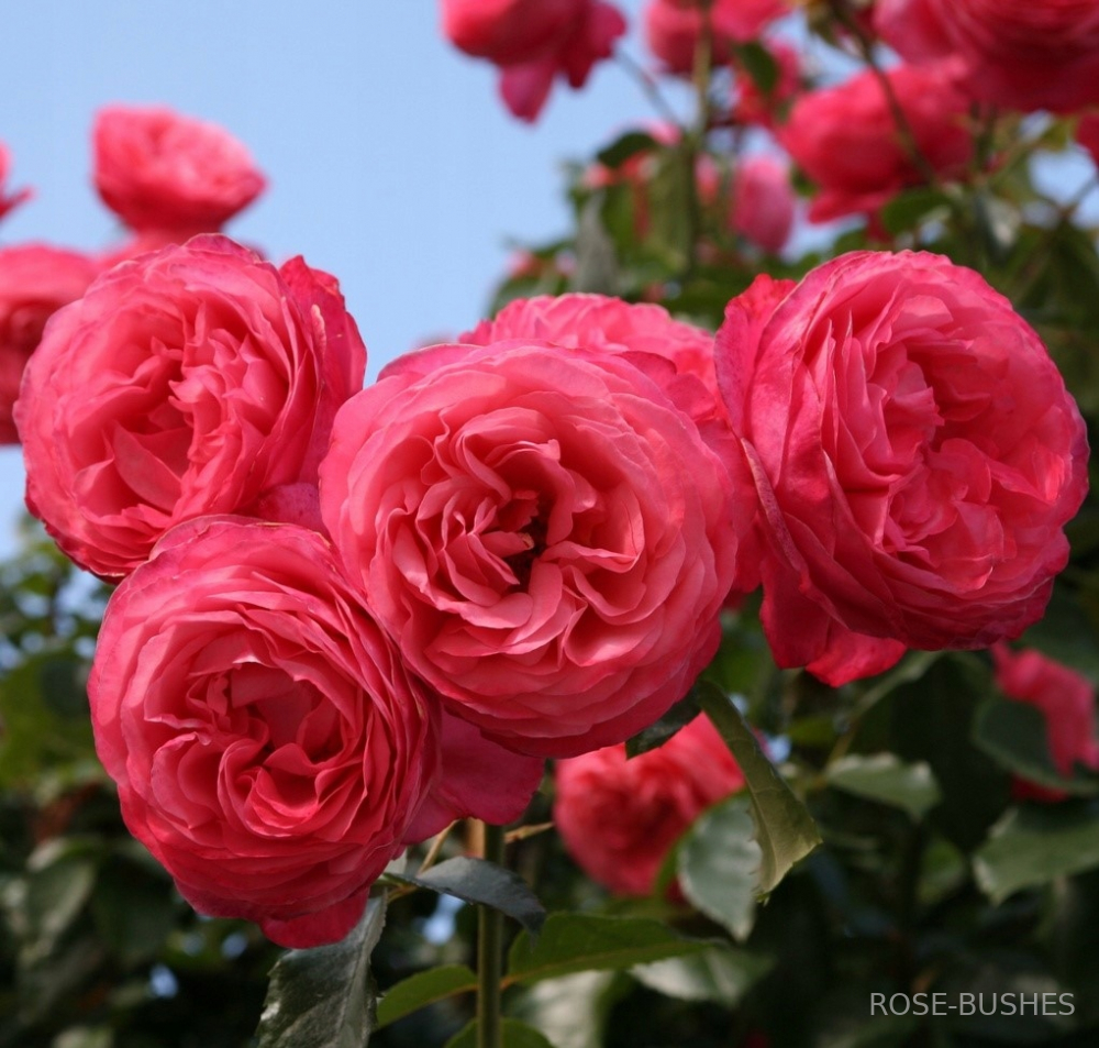 �������. Rosanna. (����. ������.)