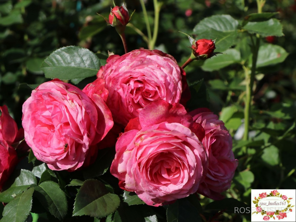 �������. Rosanna. (����. ������.)