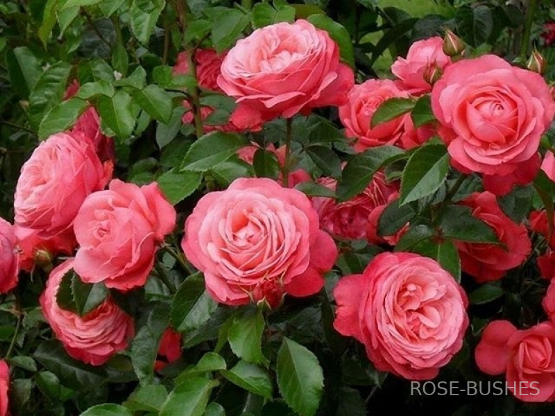 �������. Rosanna. (����. ������.)