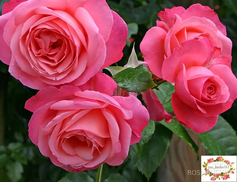 �������. Rosanna. (����. ������.)
