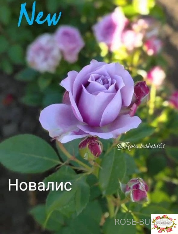 �������. Novalis. (����.) 