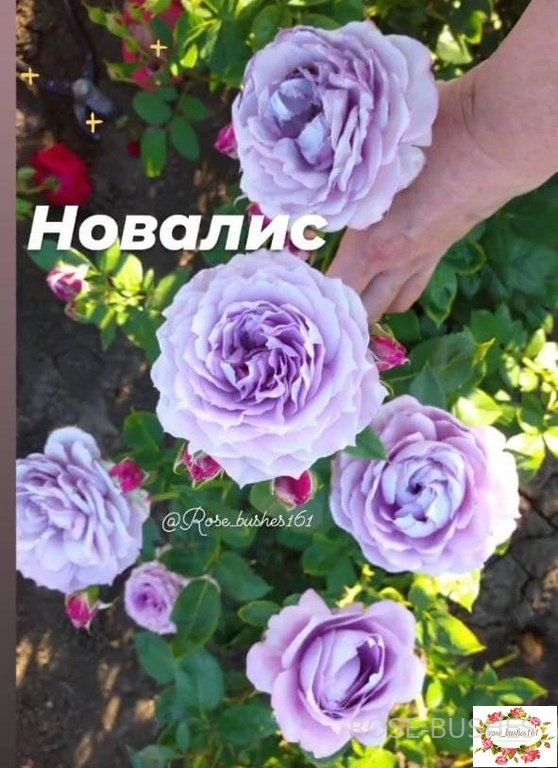 �������. Novalis. (����.) 