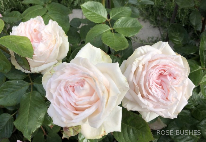 ����� �������. Madame Anisette. (��������) 
