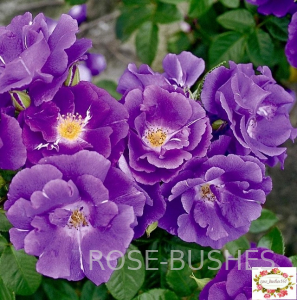 �������� �� ���. Rhapsody in Blue (����) 