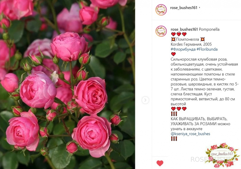 ����������. Pomponella. (����.) 