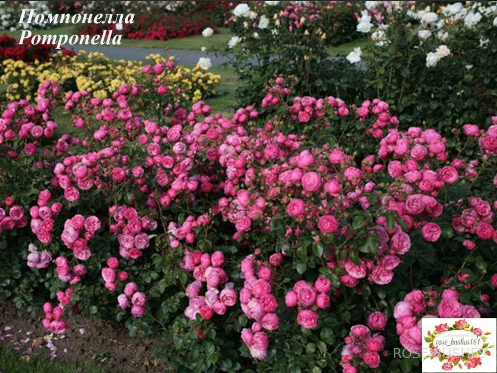 ����������. Pomponella. (����.) 