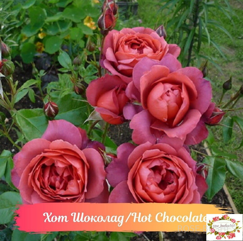 ��� �������. Hot Chocolate. (����.) 