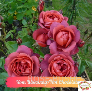 ��� �������. Hot Chocolate. (����.) 