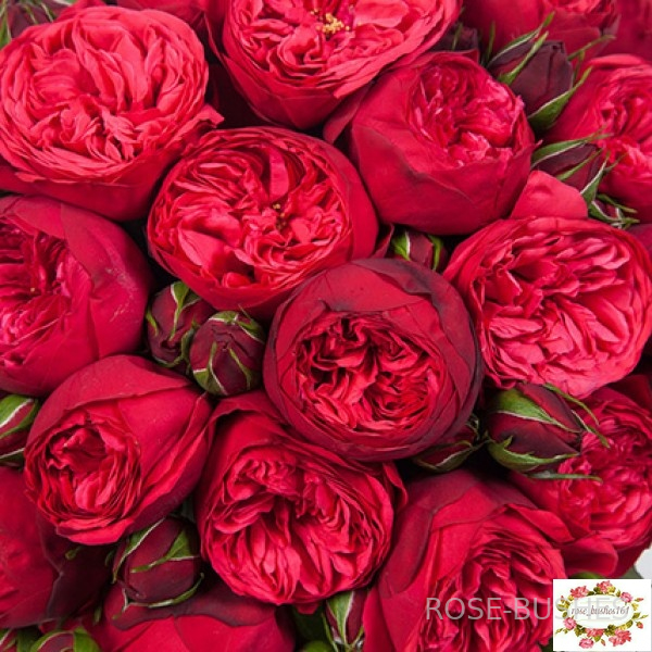 ��� �����. Red Piano (��, ���.)