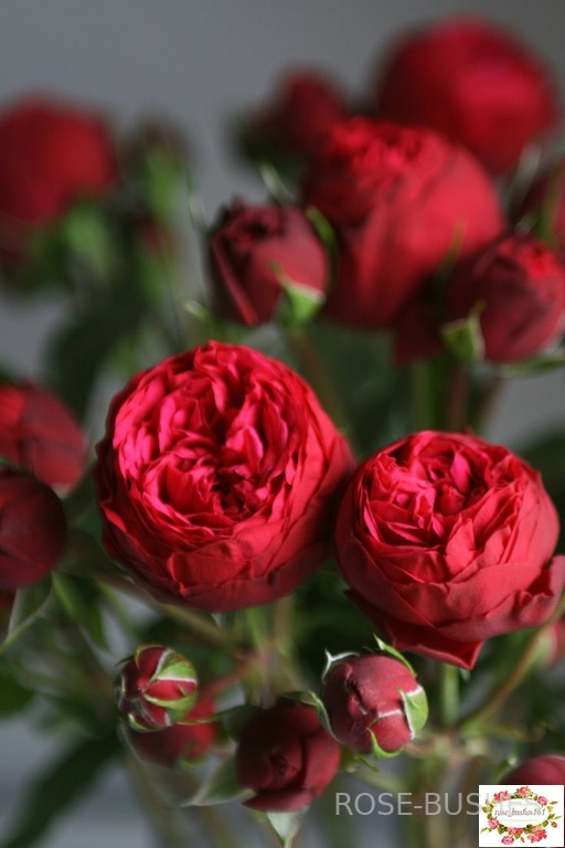��� �����. Red Piano (��, ���.)