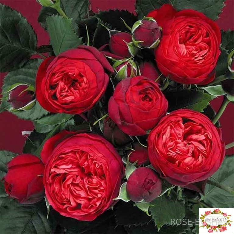 ��� �����. Red Piano (��, ���.)