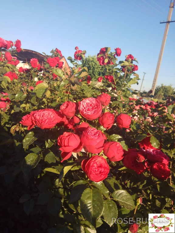 ��� �����. Red Piano (��, ���.)