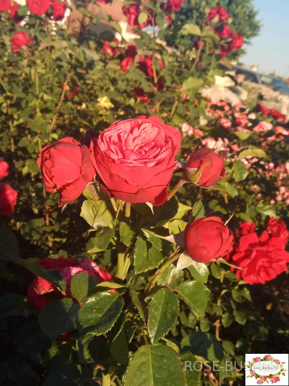 ��� �����. Red Piano (��, ���.)