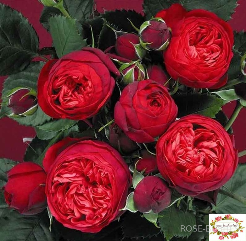 ��� �����. Red Piano (��, ���.)