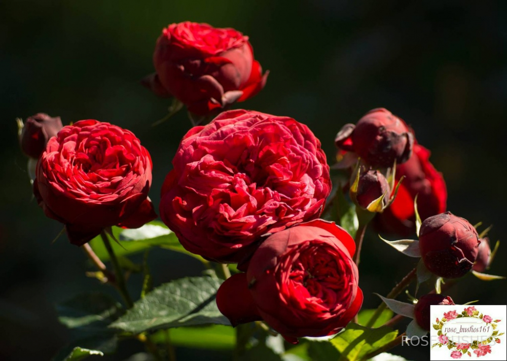 ��� �����. Red Piano (��, ���.)
