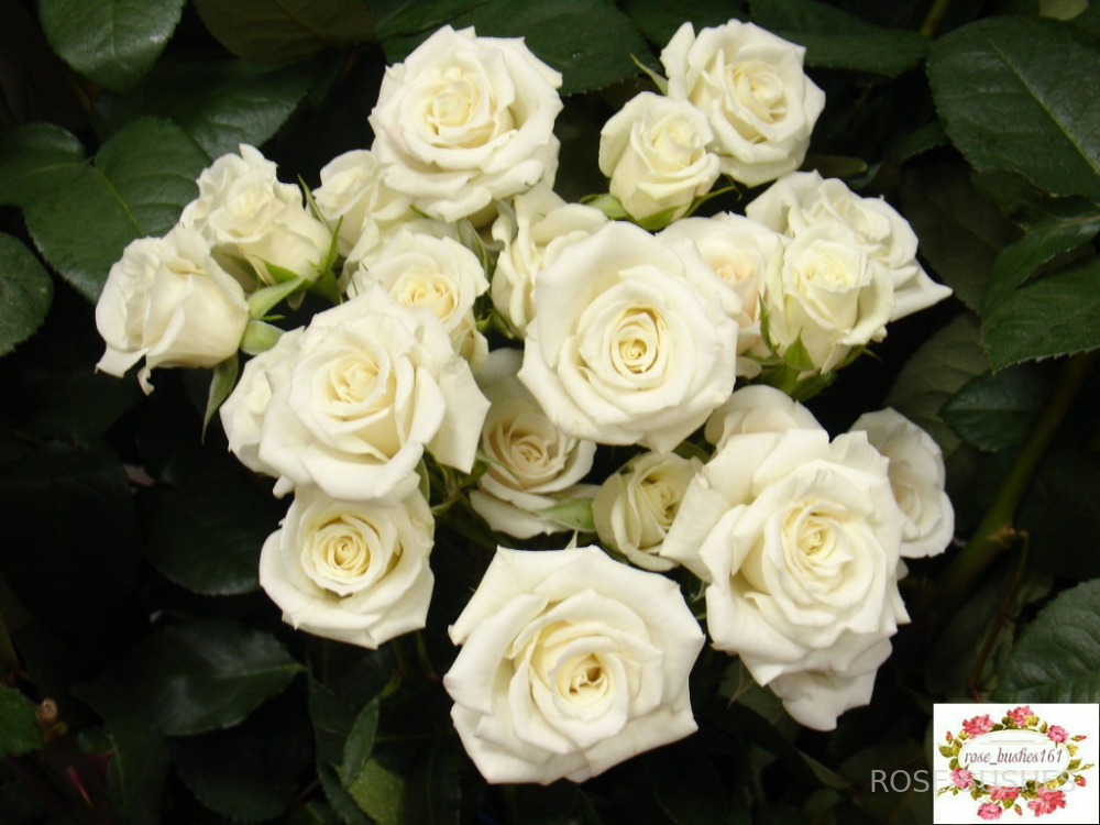 ����� ����. White Lydia (�����)