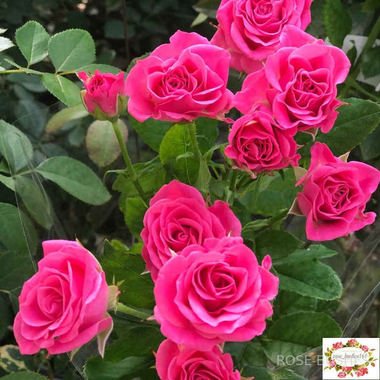 ����� �����. Lovely Lydia (�����)
