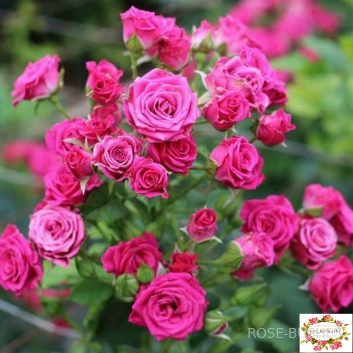����� �����. Lovely Lydia (�����)