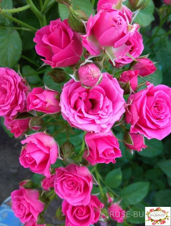 ����� �����. Lovely Lydia (�����)